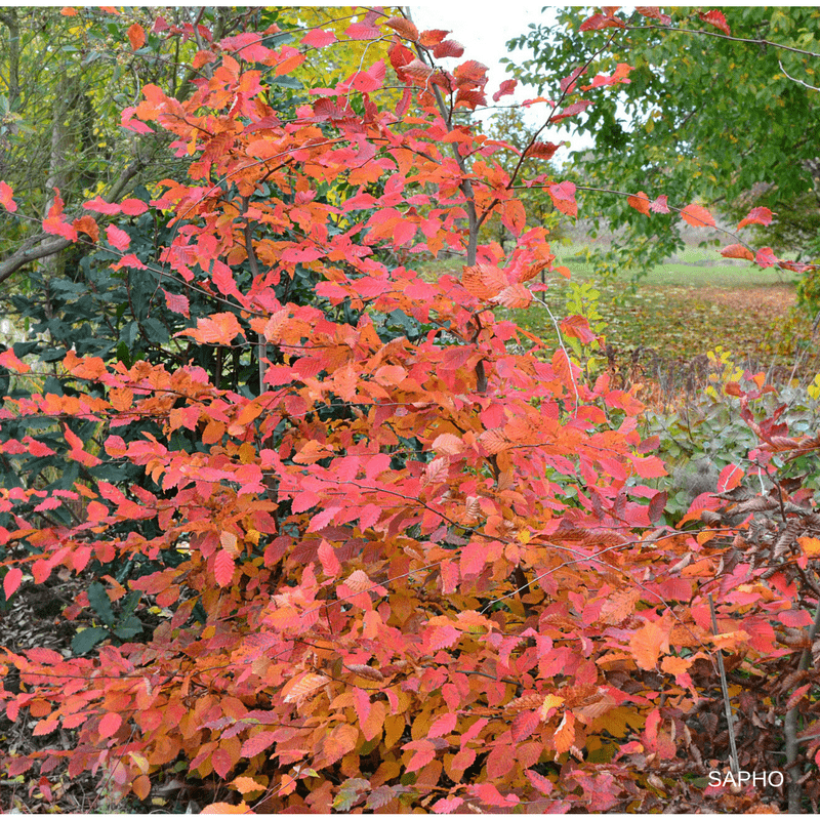 Charme commun Rockhampton Red - Carpinus betulus  (Port)