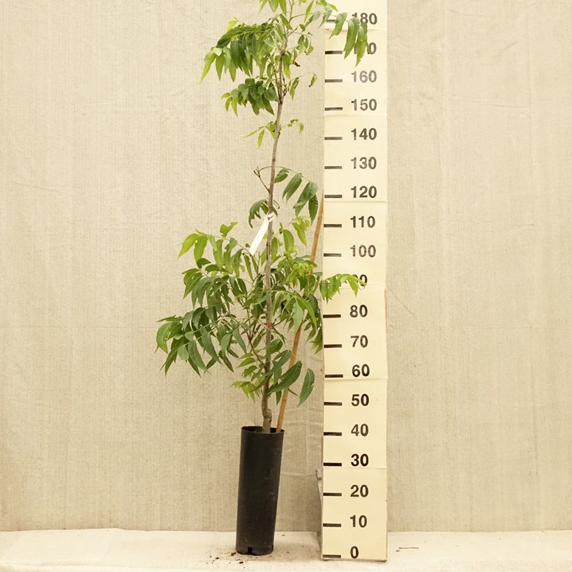 Spécimen de Carya illinoinensis Delmas - Noix de Pécan - Pacanier Pot de 6L/7L tel que livré en été