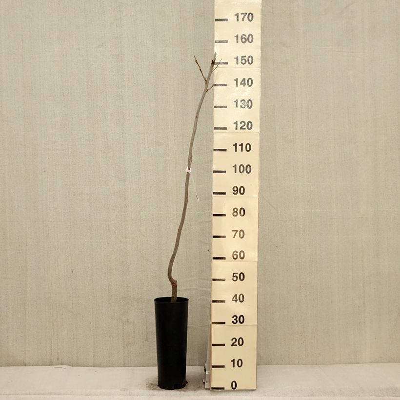 Spécimen de Carya illinoinensis Delmas - Noix de Pécan - Pacanier Pot de 4L/5L tel que livré au printemps