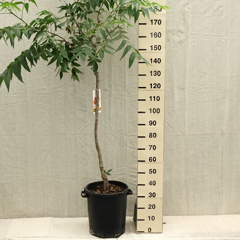 Spécimen de Carya illinoinensis - Noix de Pécan - Pacanier Pot de 20L/25L tel que livré en été