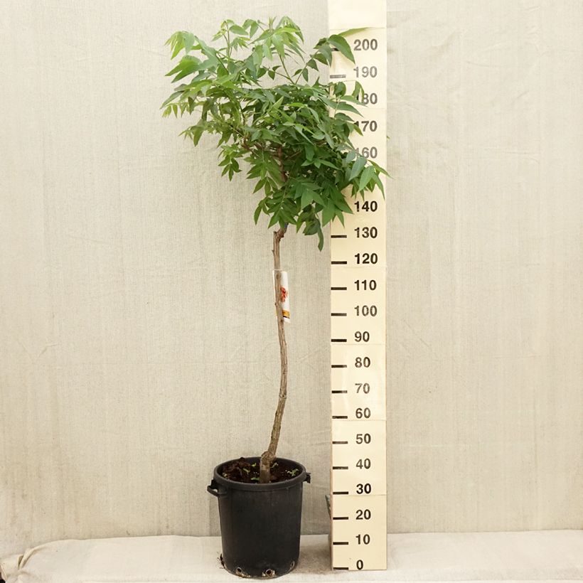 Spécimen de Carya illinoinensis - Noix de Pécan - Pacanier Pot de 20L/25L tel que livré au printemps