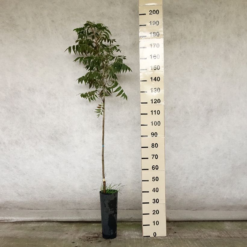 Spécimen de Carya illinoinensis Pawnee - Noix de Pécan - Pacanier Pot de 4L/5L tel que livré en été
