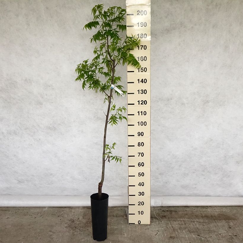 Spécimen de Carya illinoinensis Pawnee - Noix de Pécan - Pacanier Pot de 4L/5L tel que livré au printemps