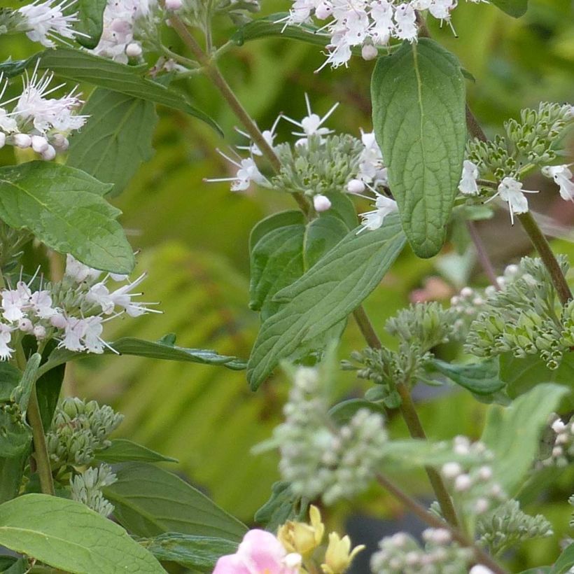 Caryopteris clandonensis Pink Perfection - Spirée bleue (Feuillage)