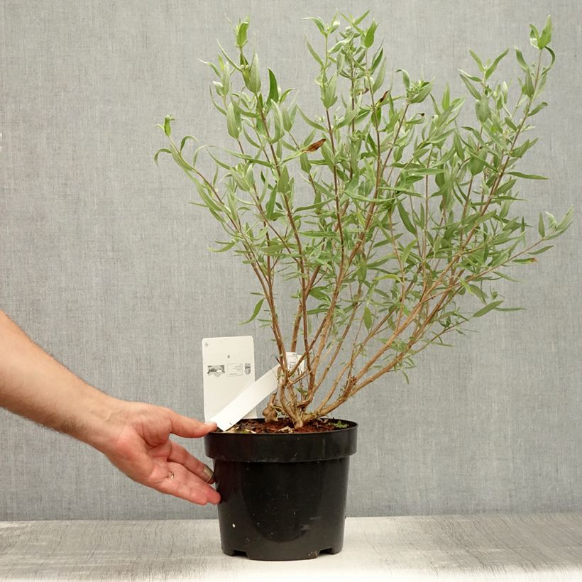 Spécimen de Caryopteris clandonensis First Choice - Spirée bleue Pot de 2L/3L tel que livré en été