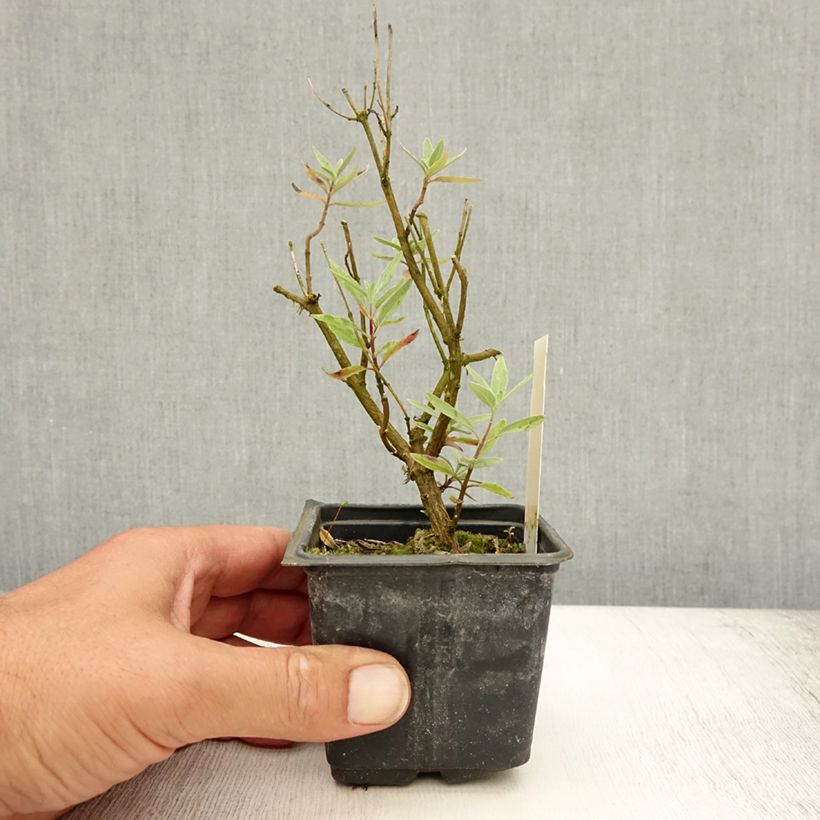 Spécimen de Caryopteris clandonensis Kew Blue - Spirée bleue Godet de 8/9 cm tel que livré en été