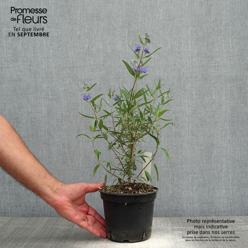 Spécimen de Caryopteris clandonensis Kew Blue - Spirée bleue Pot de 2L/3L tel que livré en automne