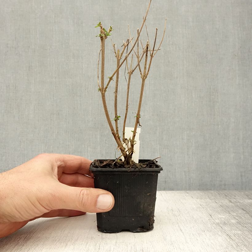 Spécimen de Caryopteris clandonensis Stephi - Spirée bleue Godet de 8/9 cm tel que livré en automne
