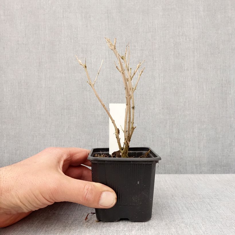 Spécimen de Caryopteris clandonensis Stephi - Spirée bleue - Godet de 8/9 cm tel que livré au printemps