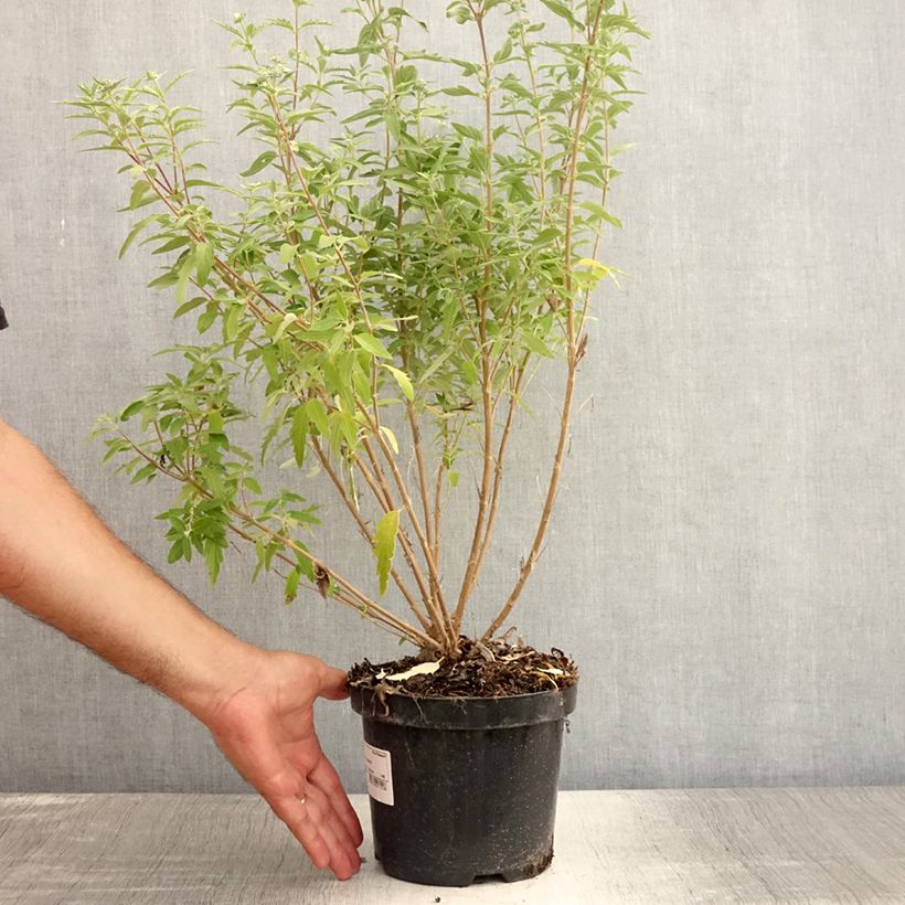 Spécimen de Caryopteris clandonensis Stephi - Spirée bleue Pot de 3L/4L tel que livré en été