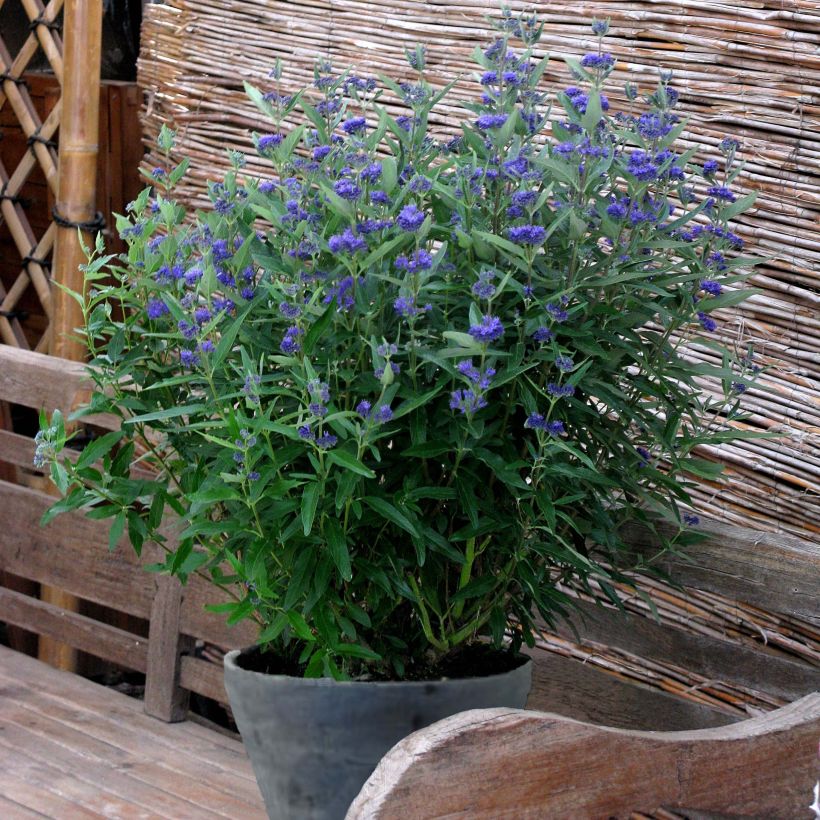 Caryopteris clandonensis Thetis - Spirée bleue (Port)