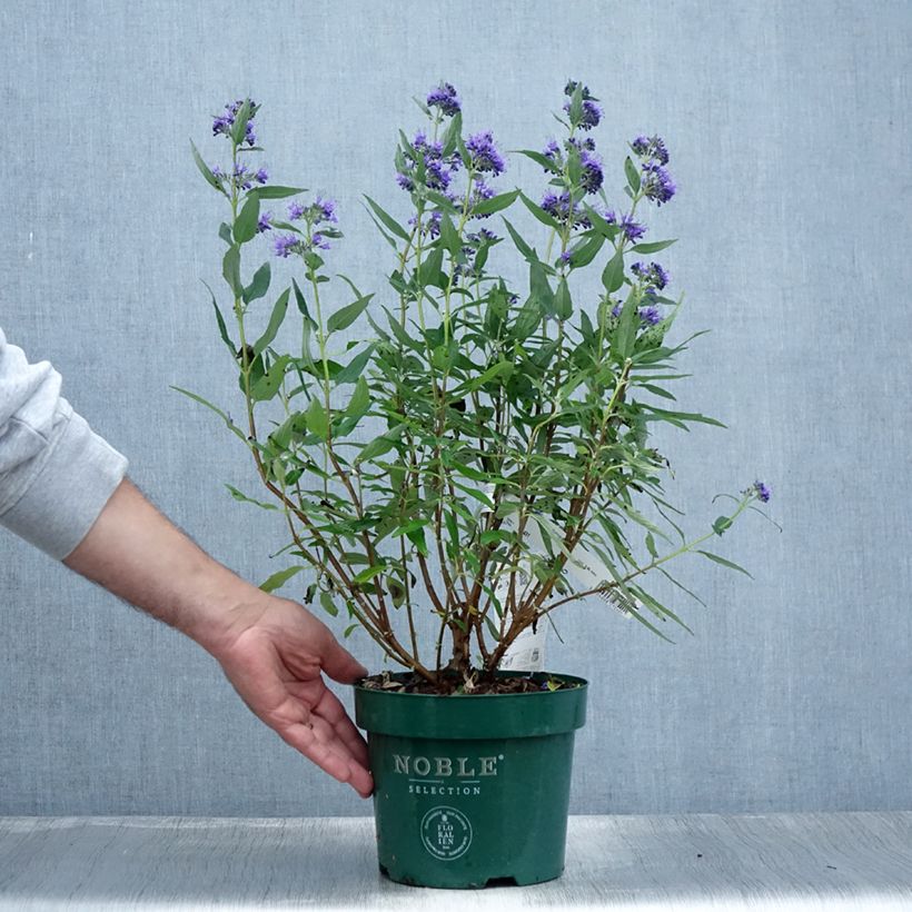 Spécimen de Caryopteris clandonensis Thetis - Spirée bleue Pot de 2L/3L tel que livré en été