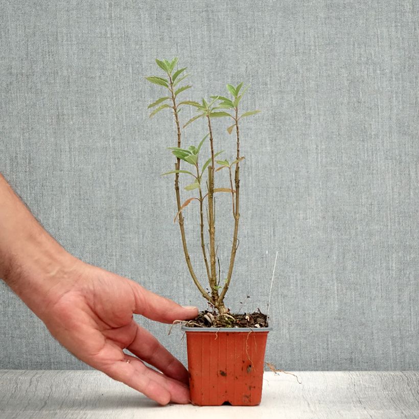 Spécimen de Caryopteris Grand Bleu - Spirée bleue  Godet de 8/9 cm tel que livré en été