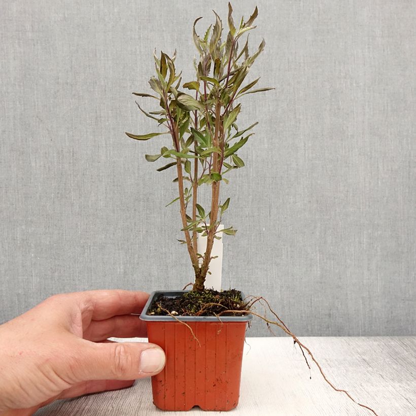 Spécimen de Caryopteris Grand Bleu - Spirée bleue en godet tel que livré au printemps