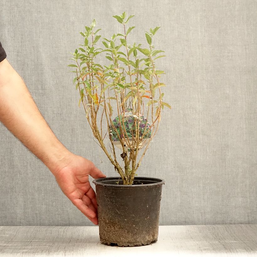 Spécimen de Caryopteris Grand Bleu - Spirée bleue  Pot de 2L/3L tel que livré en été
