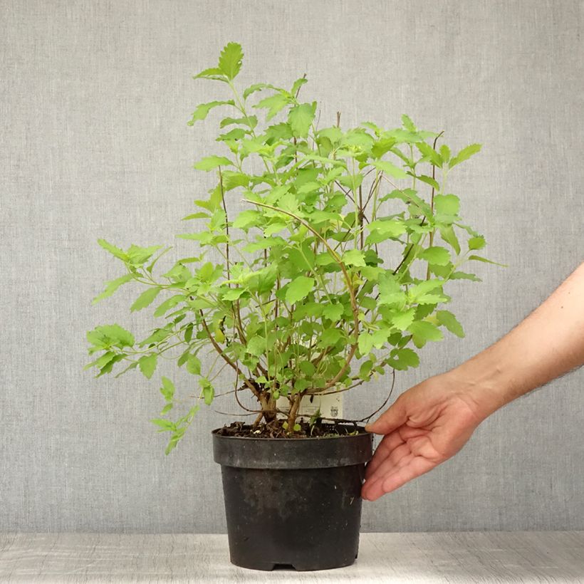 Spécimen de Caryopteris Hint of Gold Pot de 3L/4L tel que livré en été