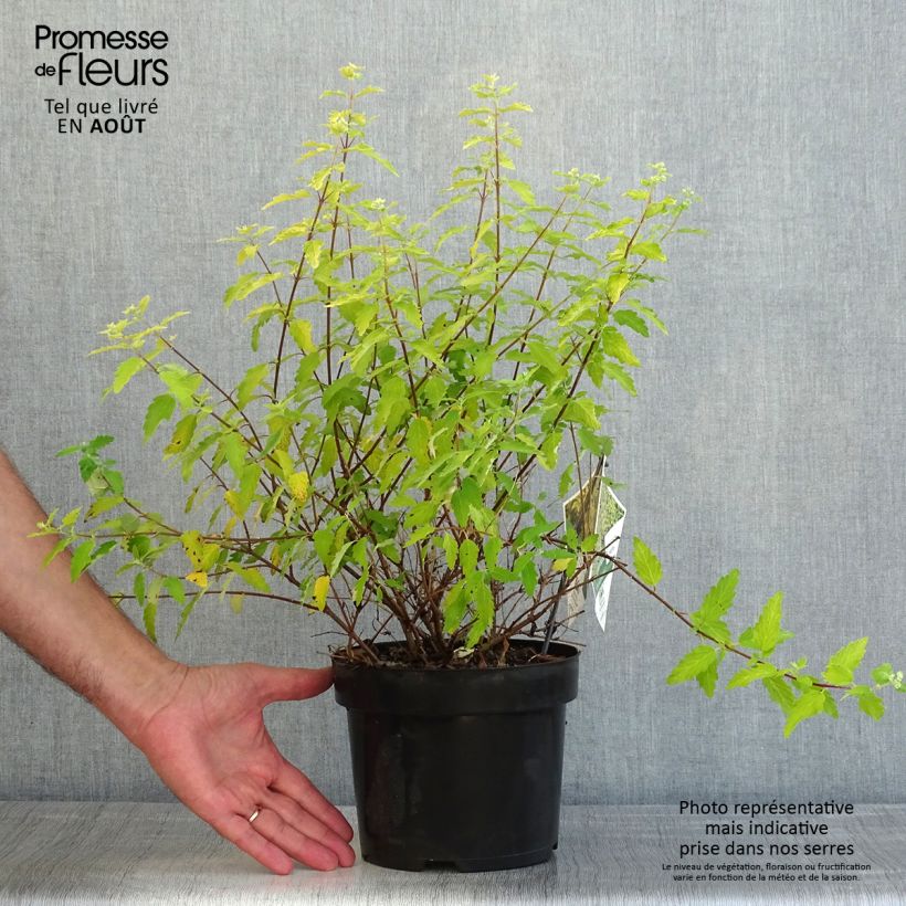 Spécimen de Caryopteris incana Sunny Blue - Spirée bleue, Barbe bleue Pot de 2L/3L tel que livré en été