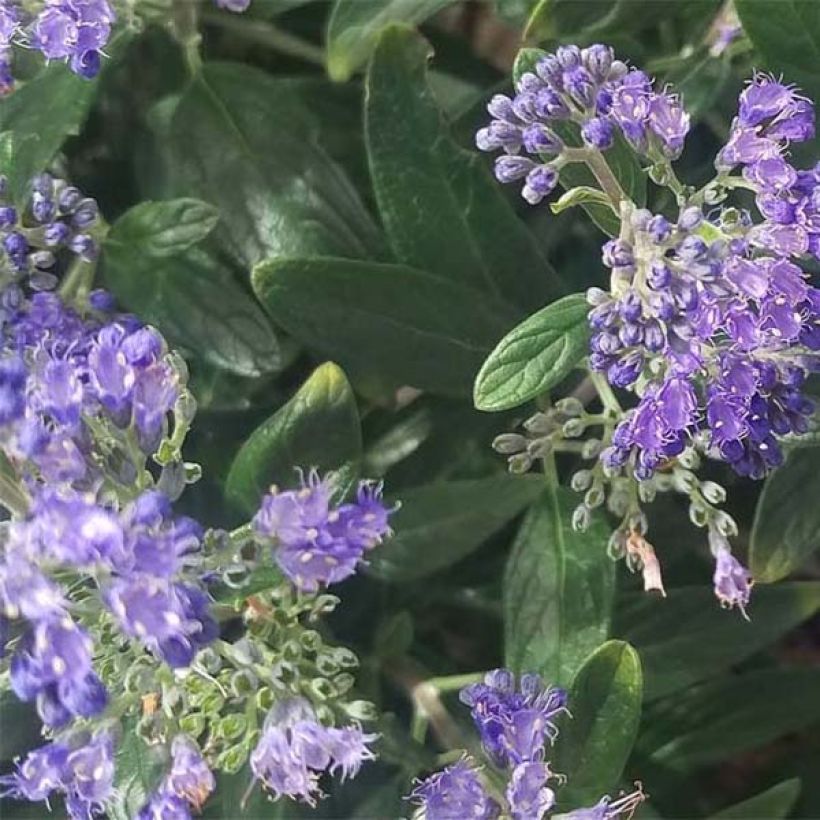 Caryopteris Petit Bleu - Spirée bleue (Feuillage)