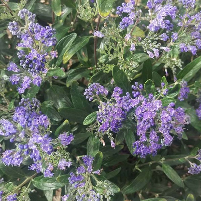 Caryopteris Petit Bleu - Spirée bleue (Floraison)