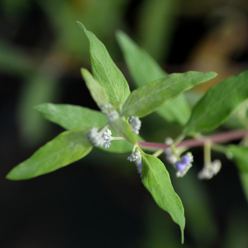 Caryopteris Worcester Gold - Spirée bleue, Barbe-bleue (Feuillage)