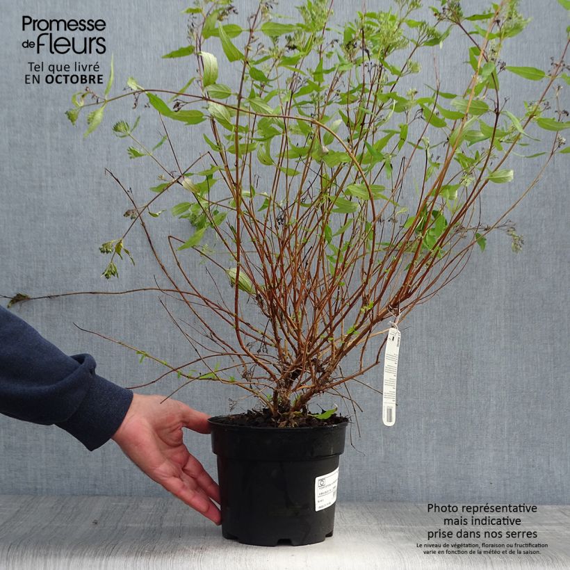Spécimen de Caryopteris Worcester Gold - Spirée bleue, Barbe-bleue Pot de 2L/3L tel que livré en automne