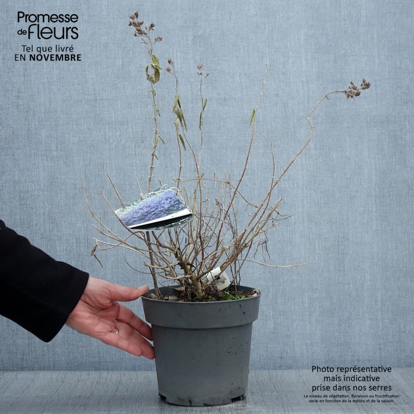 Spécimen de Caryopteris x clandonensis Blauer Spatz (Oiseau Bleu) Pot de 3L/4L tel que livré en automne