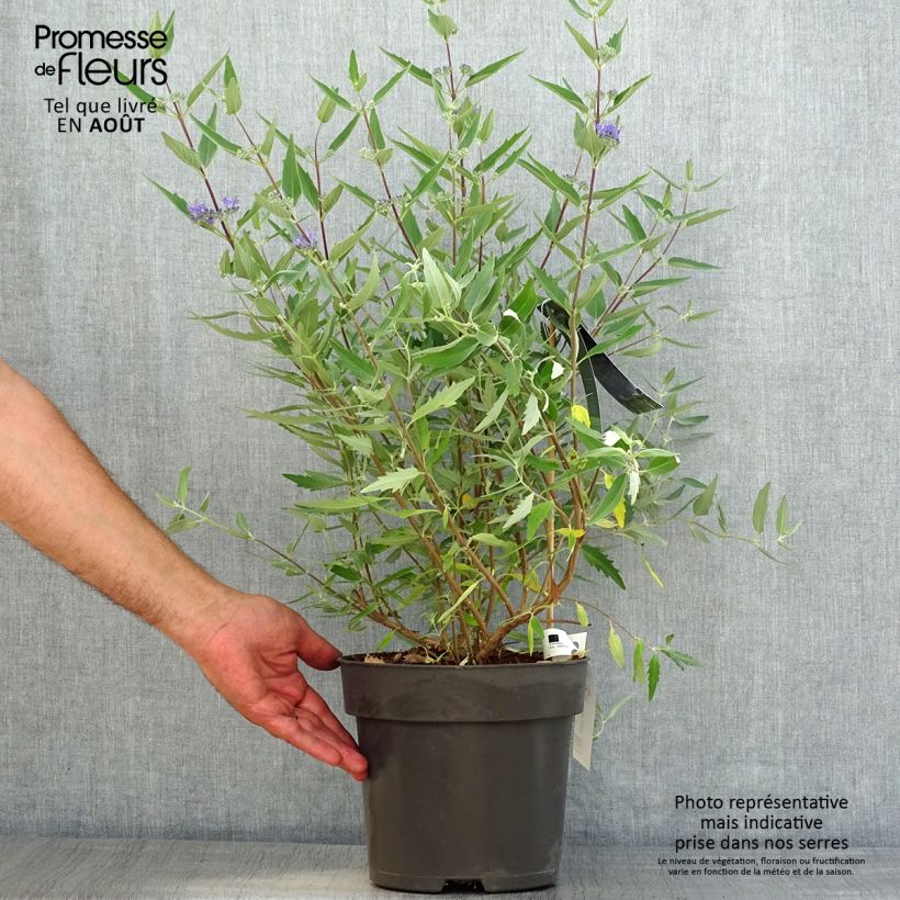 Spécimen de Caryopteris x clandonensis Blauer Spatz (Oiseau Bleu) Pot de 3L/4L tel que livré en été
