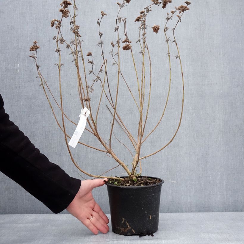 Spécimen de Caryopteris x clandonensis Blue Fountain Pot de 3L/4L tel que livré en hiver