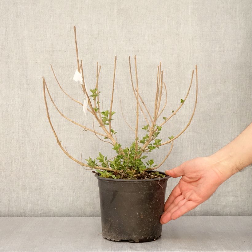 Spécimen de Caryopteris x clandonensis Blue Fountain - Pot de 3L/4L tel que livré au printemps