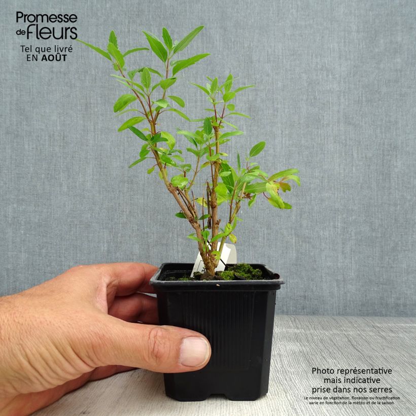 Spécimen de Caryopteris x clandonensis Camara Dark Blue - Spirée bleue Godet de 8/9 cm tel que livré en été