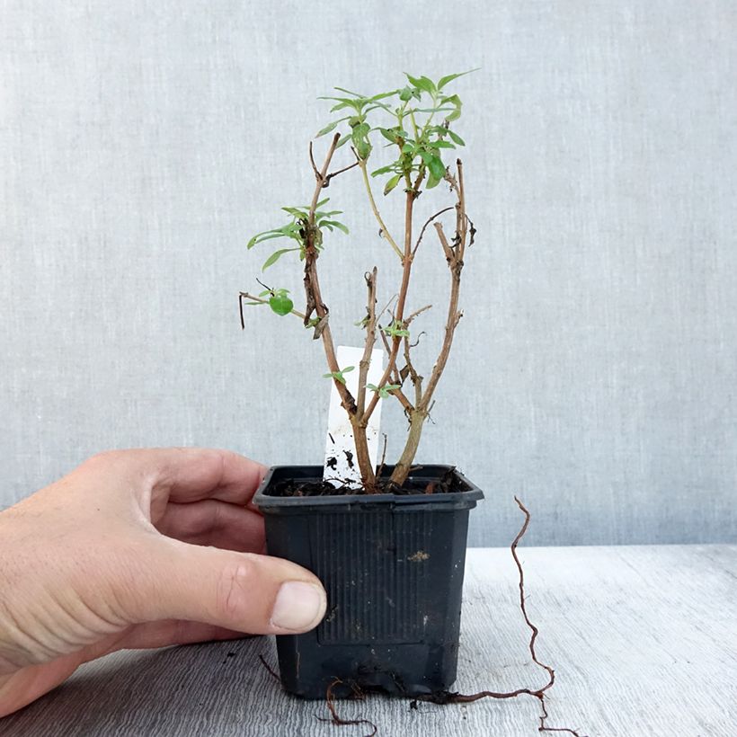 Spécimen de Caryopteris x clandonensis Camara Pink - Spirée bleue Godet de 8/9 cm tel que livré en automne