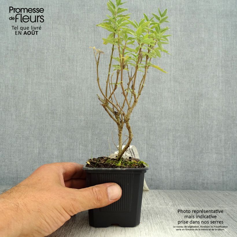 Spécimen de Caryopteris clandonnensis Pavilion Pink - Spirée bleue Godet de 8/9 cm tel que livré en été