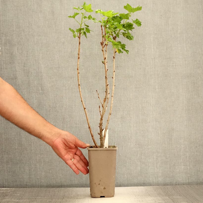 Spécimen de Caseille ConfiBerry Jodeli Pot de 1,5L/2L, Buisson tel que livré en été