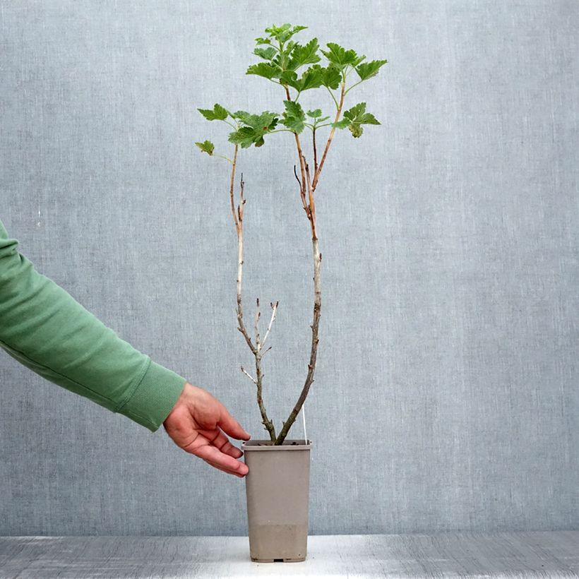 Spécimen de Caseille ConfiBerry Jofruti Pot de 1,5L/2L, Buisson tel que livré en été