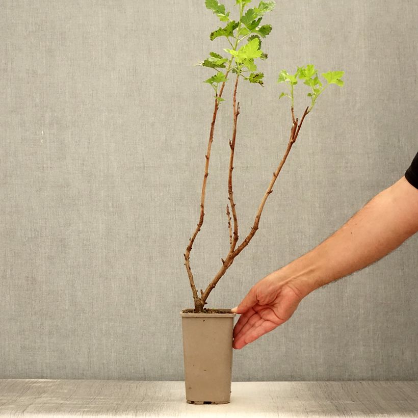 Spécimen de Caseille ConfiBerry Jogusto Pot de 1,5L/2L, Buisson tel que livré en été