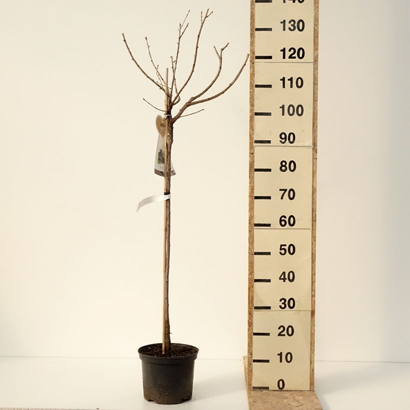 Spécimen de Casseiller Jostaberry - Ribes x nidigrolaria Demi-tige en pot de 4l/5l tel que livré en hiver
