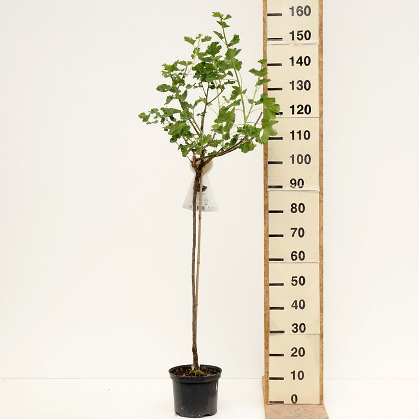 Spécimen de Casseiller Jostaberry - Ribes x nidigrolaria Pot de 4L/5L, Demi-Tige, Demi-tige tel que livré au printemps