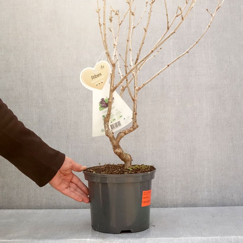 Spécimen de Casseiller Jostaberry - Ribes x nidigrolaria Pot de 4L/5L, Touffe tel que livré en hiver