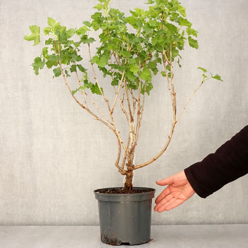 Spécimen de Casseiller Jostaberry - Ribes x nidigrolaria en pot de 4l/5l Touffe tel que livré au printemps