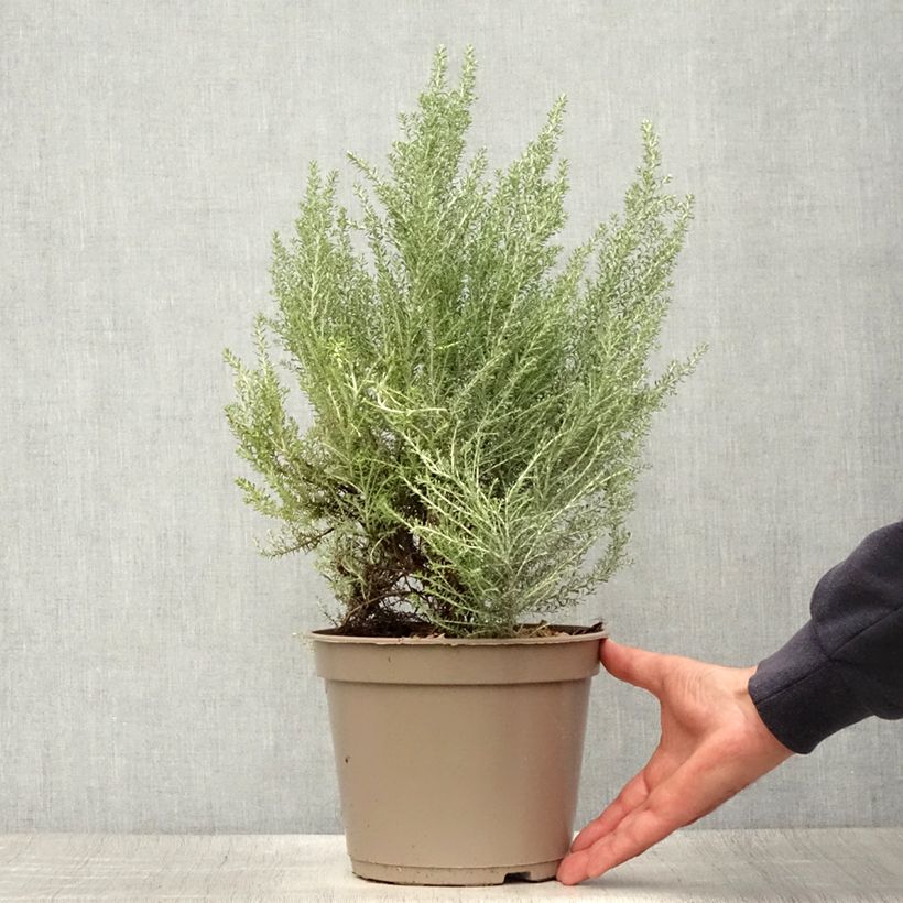 Spécimen de Cassinia retorta Ward Silver - Buisson miel Pot de 3L/4L tel que livré en été