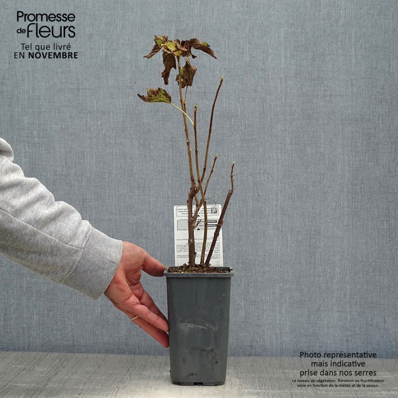 Spécimen de Cassissier Andega Bio Pot de 1,5L/2L, Buisson tel que livré en automne