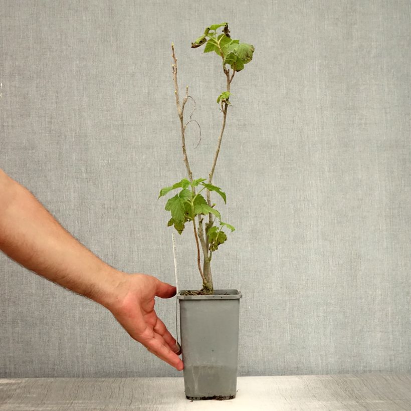 Spécimen de Cassissier Andega Bio Pot de 1,5L/2L, Buisson tel que livré en été