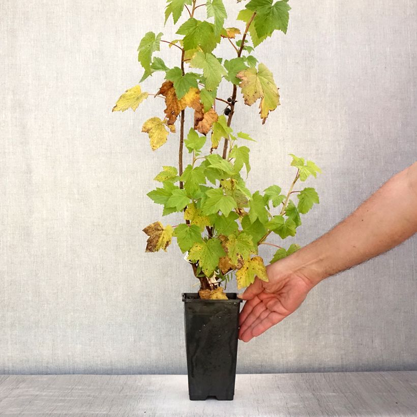 Spécimen de Cassissier Black Down Pot de 1L/1,5L, Buisson tel que livré en été
