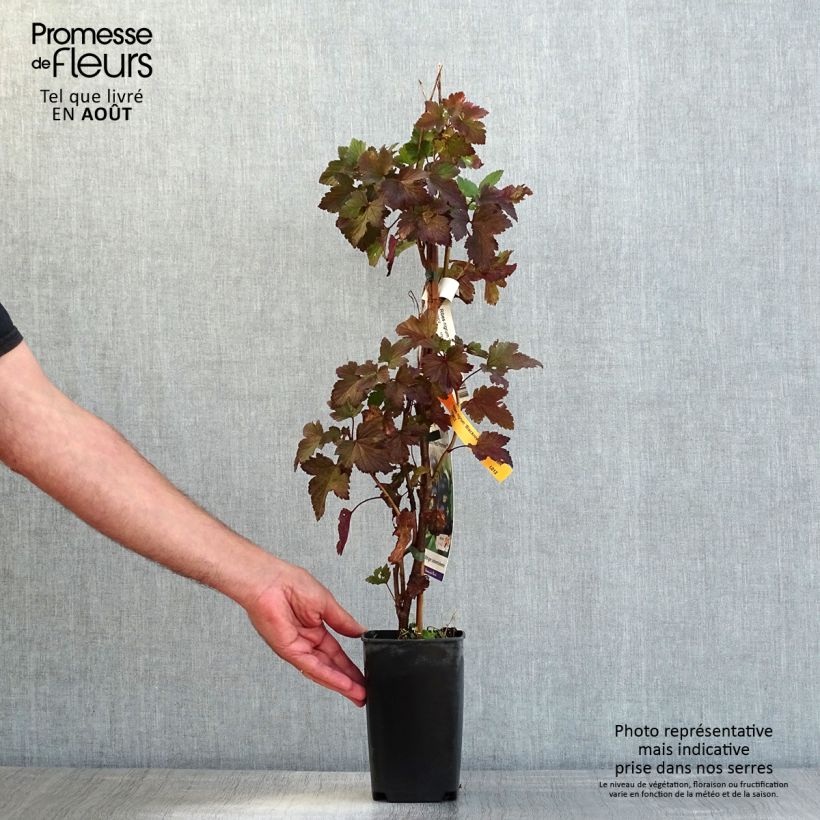 Spécimen de Cassissier Black'n Red Premiere - Ribes nigrum Pot de 1,5L/2L, Buisson tel que livré en été