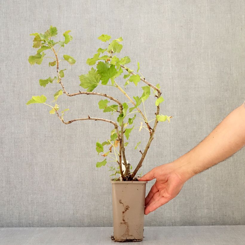 Spécimen de Cassissier Cassissima Green Life Pot de 1,5L/2L tel que livré en été