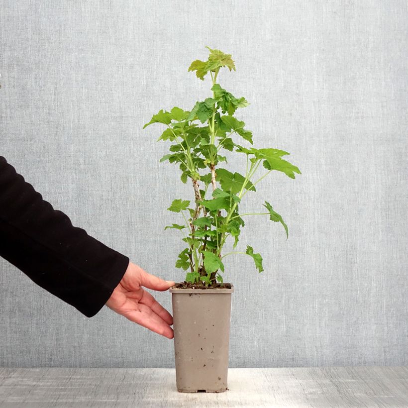 Spécimen de Cassissier Cassissima Green Life - Pot de 1,5L/2L tel que livré au printemps