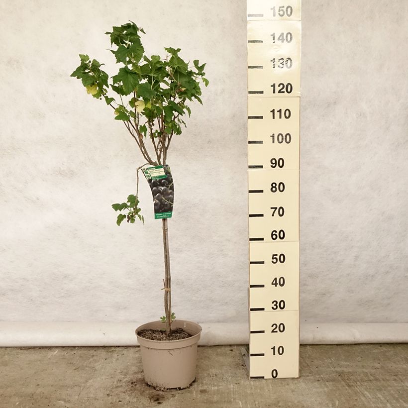 Spécimen de Cassissier Delbard Robusta - Ribes nigrum Pot de 7,5L/10L, 1/4 de tige tel que livré en été