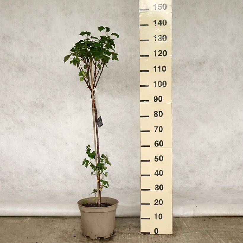 Spécimen de Cassissier Delbard Robusta - Ribes nigrum en pot de 7,5l/10l tel que livré au printemps