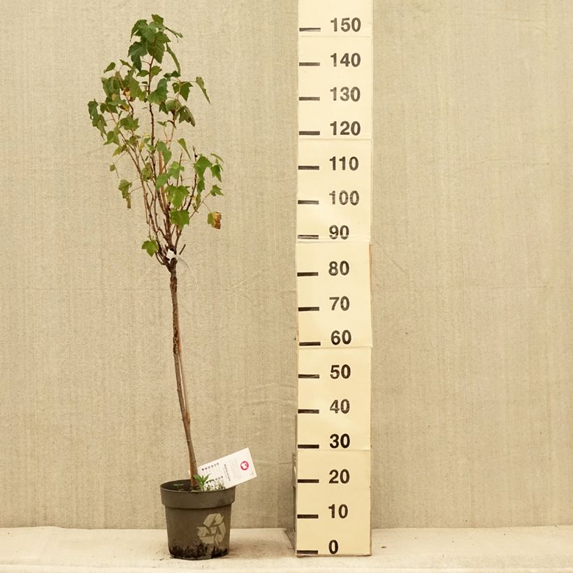 Spécimen de Cassissier Ojebyn - Ribes nigrum Pot de 6L/7L, Tige de 40 cm tel que livré en été