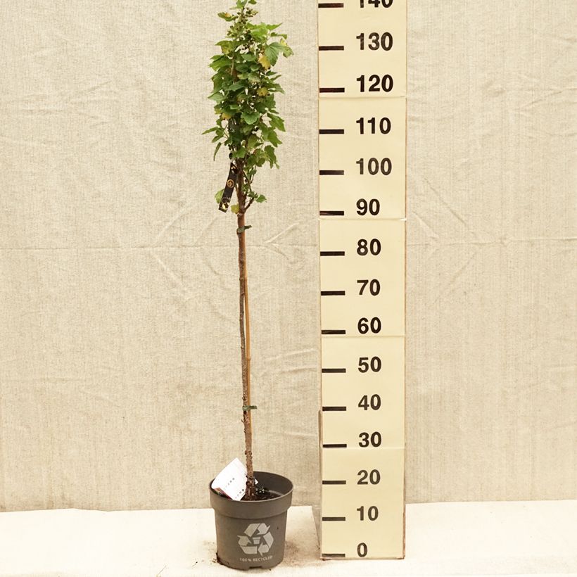 Spécimen de Cassissier Ojebyn - Ribes nigrum Pot de 6L/7L, Tige de 40 cmHauteur livrée env. 60/80cm tel que livré au printemps